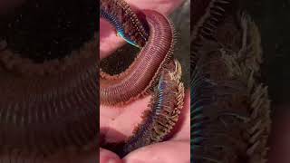 Giantic polychaete  Meet the Wonder Worm [upl. by Dorey]