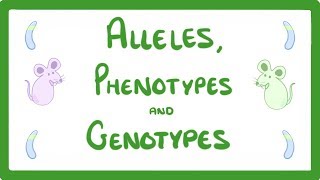 GCSE Biology  DNA Part 2  Alleles  Dominant  Heterozygous  Phenotypes and more 64 [upl. by Dorlisa504]