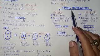 Ascomycota Life Cycle  Federal amp KPK Board  Class 11 Biology [upl. by Wiburg804]