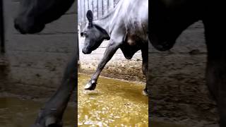 neglected infected cows hoof trimming cows  cow hoof satisfying animal oddlysatisfying [upl. by Aseral]