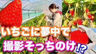 スイーツ旅【静岡県いちご狩り】日本でココだけ！石垣いちごをたらふく食べる [upl. by Lieberman]