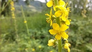 Agrimonia eupatoriaErba San Guglielmo medicinal plant [upl. by Ahsaercal]