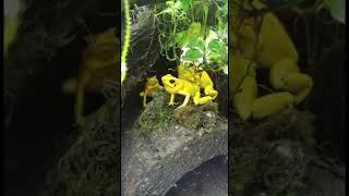 Phyllobates terribilis el animal mas venenoso del mundo [upl. by Leahpar622]