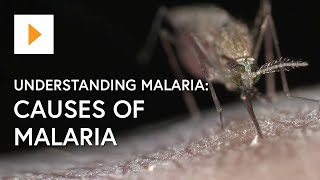 Understanding Malaria Causes Of Malaria [upl. by Kathe622]