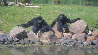 Stunning Siamang Vocal Performance [upl. by Marron37]