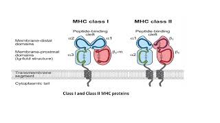 Major Histocompatibility Complex Video No 101 [upl. by Nylaf]