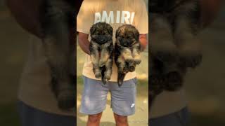 German shepherd puppies for sale germanshepherd dogkennel dogbreed puppies [upl. by Turnheim]