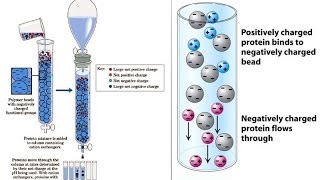 Ion exchange chromatography [upl. by Aehcim]