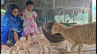 বৃষ্টি ভেজা দিনে খামারে নতুন অতিথি আসছে  Village life with Shampa  Doyel Agro [upl. by Secnarf]