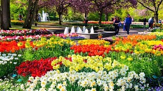 Tulip Time on Jewels of the Rhine [upl. by Benjie156]