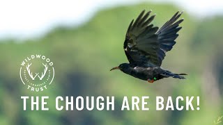 Chough Release Video Wildwood Trust  Kent Wildlife Trust  Paradise Park [upl. by Raynah]