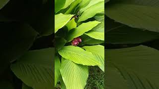 Turmeric Plant or luyang dilaw curcuma longa shortvideo nature [upl. by Leslee]