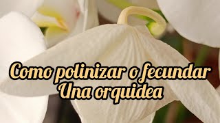 Cómo polinizar o fecundar una orquídea phalaenopsis [upl. by Molton]