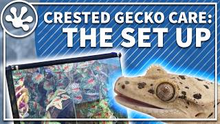 Crested Gecko Care Guide The Setup  Crested Gecko Enclosure Build Walkthrough [upl. by Eiramanitsirhc757]