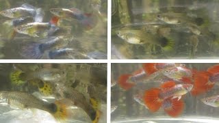 Selling Crossbred Guppies Neon Blue x Sunset Micariff at 4 Months [upl. by Alad978]