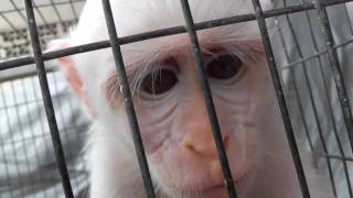 White Leaf Monkey Sad Hand Pramuka Sale Indonesia [upl. by Arednaxela]