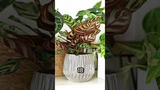 ¿Tienes una Calathea Makoyana ¡Mira esto YA para un cuidado óptimo [upl. by Lirba78]