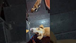 Dogs were savouring biscuits then reels food petlove [upl. by Buyse979]