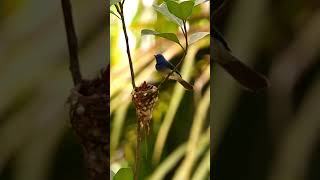 Mysterious Monarch of the Forest The Blacknaped Monarch [upl. by Euridice]