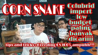 CARA MERAWAT CORN SNAKE  colubrid import yang low budget nihhhh  MAU BREED CS WAJIB TONTON [upl. by Nosdivad]