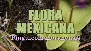 Pinguicola moranensis  La Flora de México [upl. by Enneiviv429]