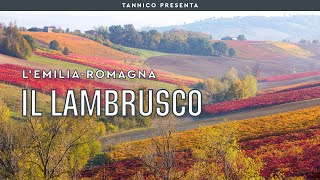 Il Lambrusco l’anima dellEmilia  Tannico Flying School [upl. by Ennahoj]