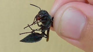 The TRUTH about WARRIOR WASPS BAREHANDED CATCH [upl. by Oilcareh829]