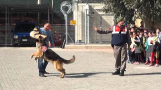 Jandarma Köpeği Tetik [upl. by Iamhaj]