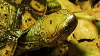 Central American Wood Turtle Devours Worm [upl. by Eirotal]