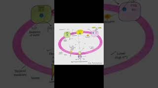 Photosynthesis ATP synthesis through chemiosmosis biology [upl. by Culosio]