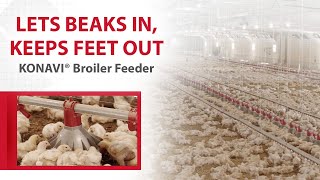 ChoreTime® Broiler House with KONAVI® Broiler Feeders [upl. by Eibob650]