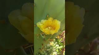 ‎flowerszoneforever Opuntia Cactus flower flowerszone flowers cactus [upl. by Dymphia]