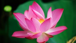 Lotus Flower Nelumbo nucifera in pond water [upl. by Hughmanick]