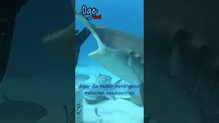 kenapa kepala hiu martil bentuknya lebar dan gepeng shorts hammerheadshark shark [upl. by Maril]