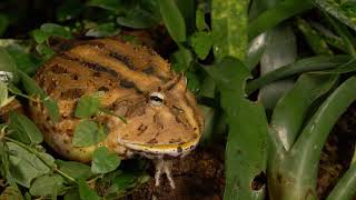 Surinam horned frog Ceratophrys cornuta eating a locust UK Captive [upl. by Vere]