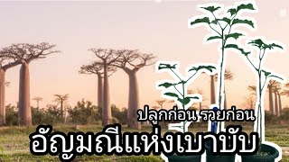 อัญมณีแห่งเบาบับ Adansonia Grandidieri [upl. by Ares]