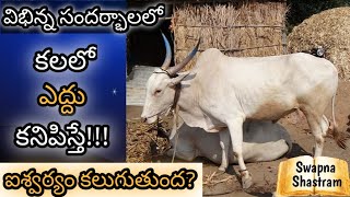 కలలో ఎద్దు కనిపిస్తే  Kalalo Yedhu Kanipiste  Ox Or Bull in Dream Analysis amp Meaning [upl. by Ameehsat]