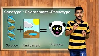 what is Phenotypic plasticity [upl. by Asamot927]