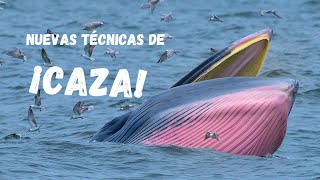 Las ballenas jorobadas están adaptando sus técnica de caza [upl. by Adnarim]