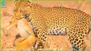 15 Scary Moment Baboon Injured By Crocodile Wild Dog and Leopard  Animals Fight wanimalus [upl. by Llenhoj]