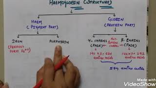 Structure of haemoglobin in hindi  haemoglobin structure in short [upl. by Lyreb606]