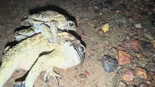 Three Frogs 😂  Frogs Mating  Amphibians  Wildlife  Nature [upl. by Eleanor840]