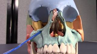 Human Cranial Osteology Part V Maxilla and Zygomatic bones [upl. by Usanis]