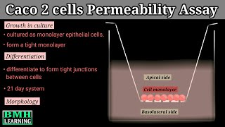 Caco 2 Cells Permeability Assay [upl. by Marelya]