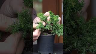 Cryptomeria progression Japanese cedar Bonsai bonsai [upl. by Neetsuj438]