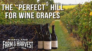 Why Hillsides Grow Better Wine Grapes  Maryland Farm amp Harvest [upl. by Sirrad]