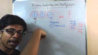 Histone acetylation and methylation [upl. by Issi]