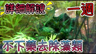 魚缸中的藍綠藻 藻類全攻略 水草缸實測ep4｜How to Kill Cyanobacteria（ＣＣ） [upl. by Charity]