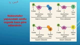 8SINIF DNA ve Genetik kod [upl. by Murtha640]