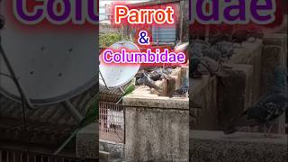 Parrot amp Columbidae youtube shortvlogsocialmedia [upl. by Wayne]